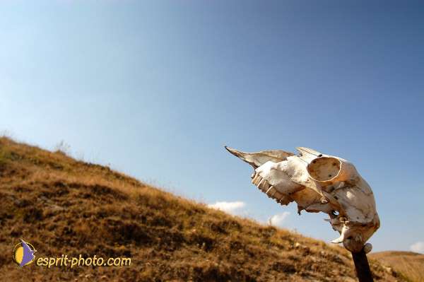 Nom de l'image : EP08-0207 — Description :  Franciscaini Rinovati à Corleone (Sicile)