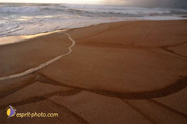 Nom de l'image : EP08-0353 — Description :  Vagues (Atlantique - Portugal - Dunes de la Costa do Prata)