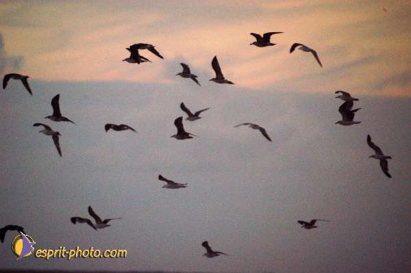 Nom de l'image : EP08-0354 — Description :  Vagues (Atlantique - Portugal - Dunes de la Costa do Prata)