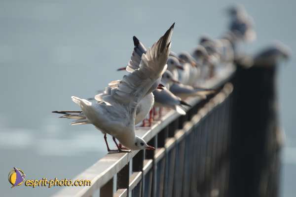 Nom de l'image : EP08-0396 — Description :  Chemin Neuf - Abbaye d'Hautecombe - Festival de jeunes