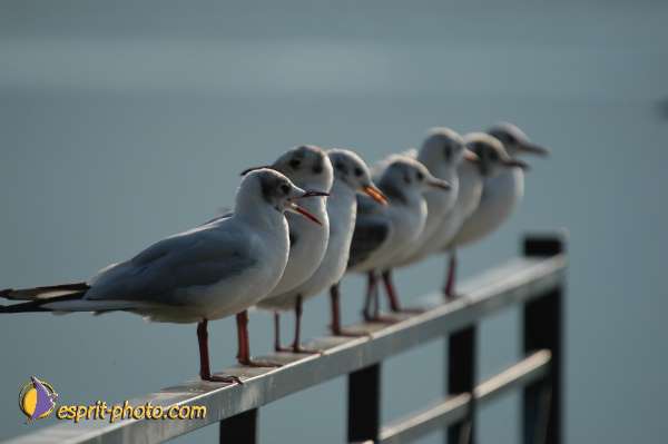Nom de l'image : EP08-0399 — Description :  Chemin Neuf - Abbaye d'Hautecombe - Festival de jeunes