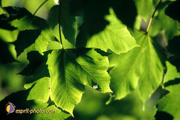 Nom de l'image : EP08-0403 — Description :