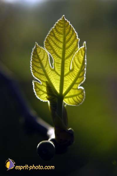 Nom de l'image : EP08-0404 — Description :