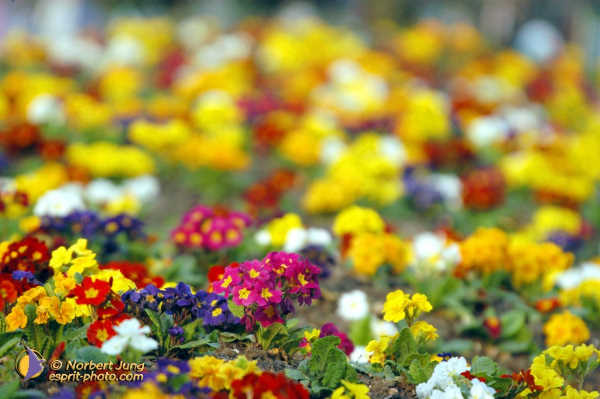 Nom de l'image : Fond_D_Ecran_D1023783-01 — Description :