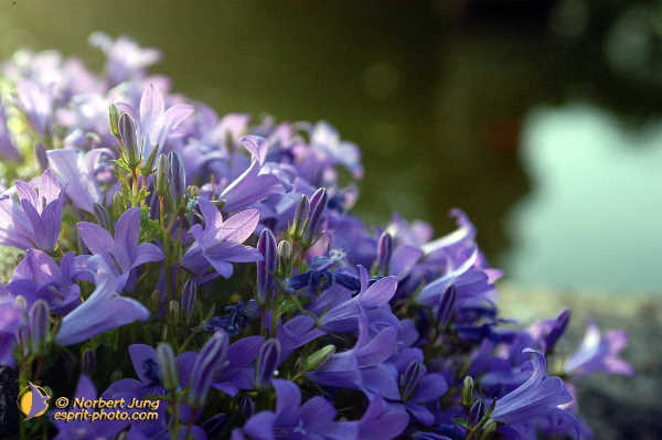 Nom de l'image : Fond_D_Ecran_D1035073-01 — Description :