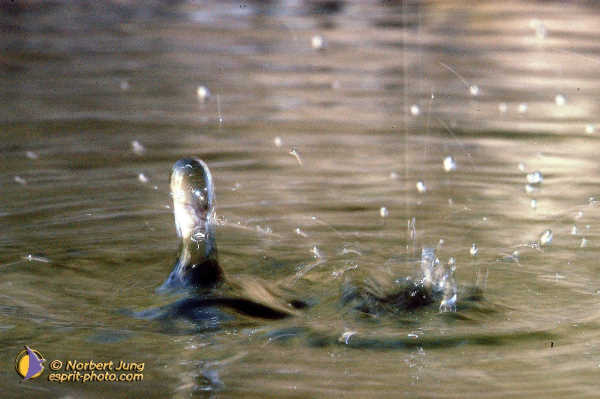 Nom de l'image : Fond_D_Ecran_D1035156-01 — Description :