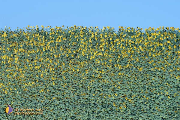 Nom de l'image : Fond_D_Ecran_D1055634-Nef-01 — Description :