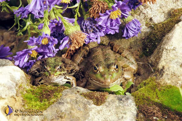 Nom de l'image : Fond_D_Ecran_D1070719-Nef — Description :