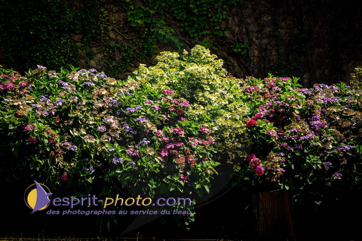 Nom de l'image : 180731-144424_S1093398_Satisfecit-Editions.fr — Description :  S1093398