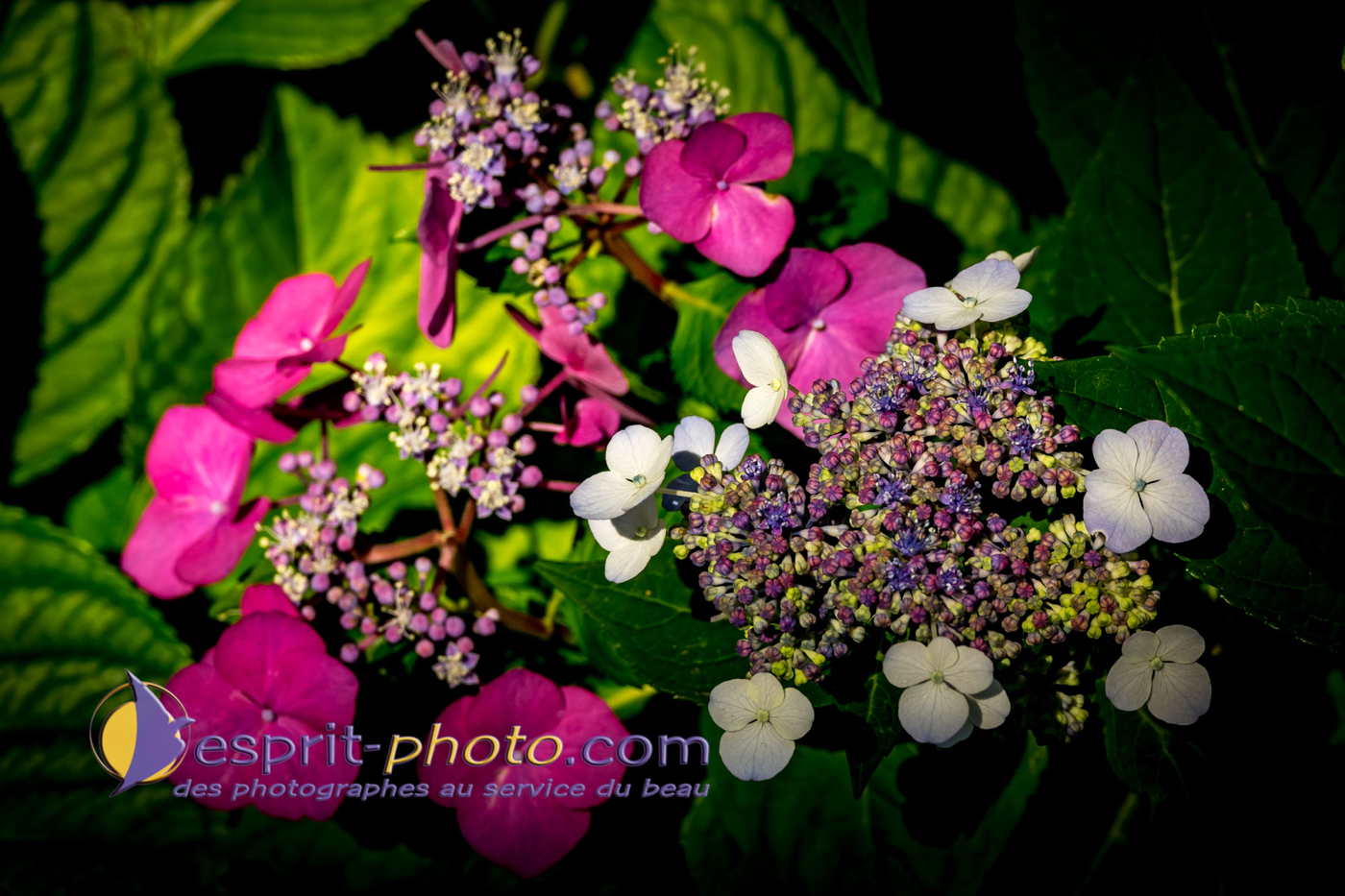 Nom de l'image : 180804-111237_S1096282_Satisfecit-Editions.fr — Description :  S1096282