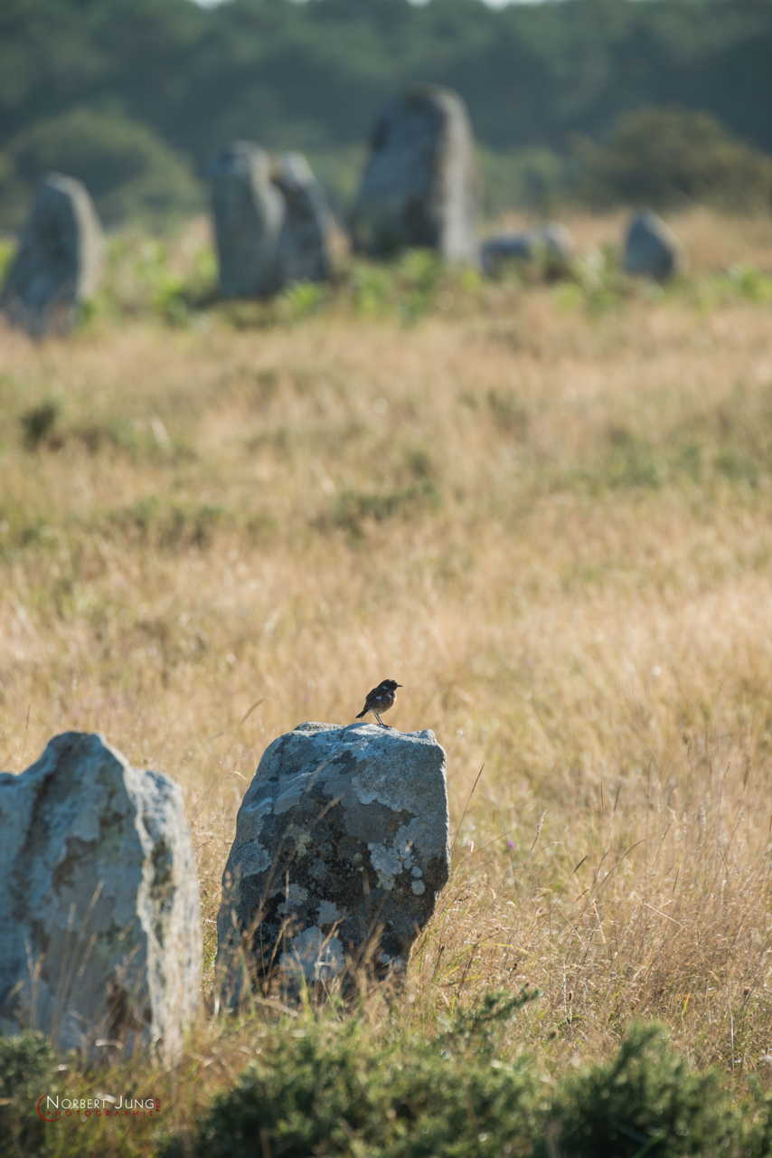 Nom de l'image : D8e047316_(c)A-la-Vie.com — Description :