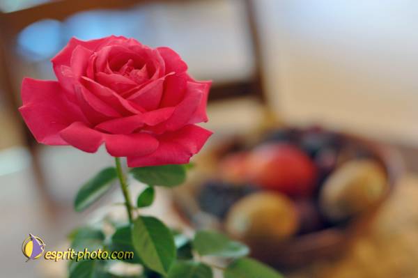 Nom de l'image : D2239765_1 — Description :