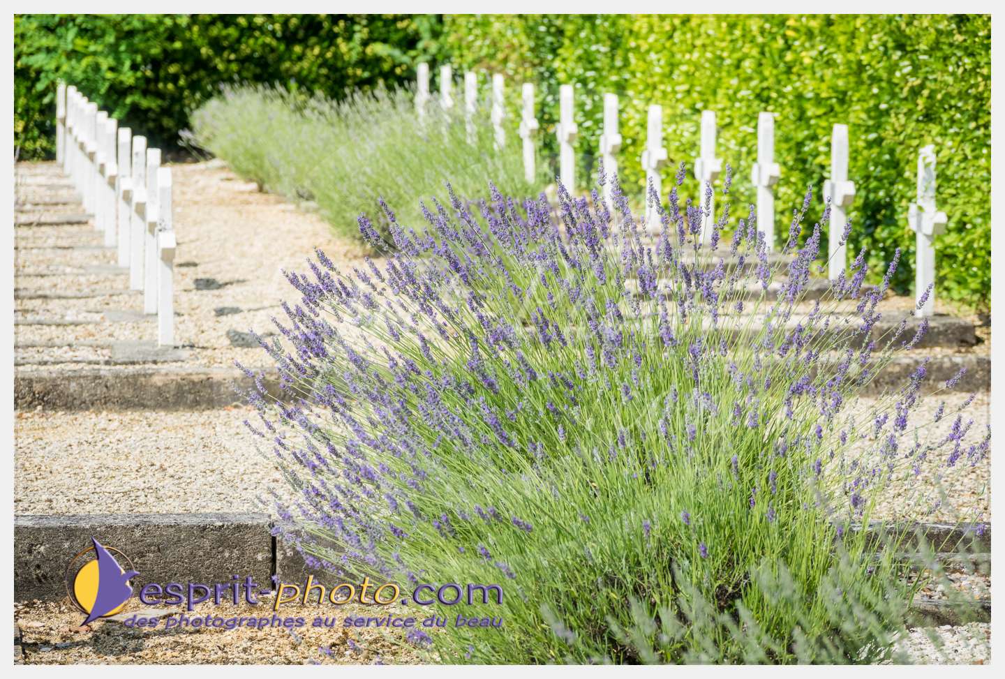 Nom de l'image : 264_S1087256_c_PhotoGraphiePro — Description :  S1087256