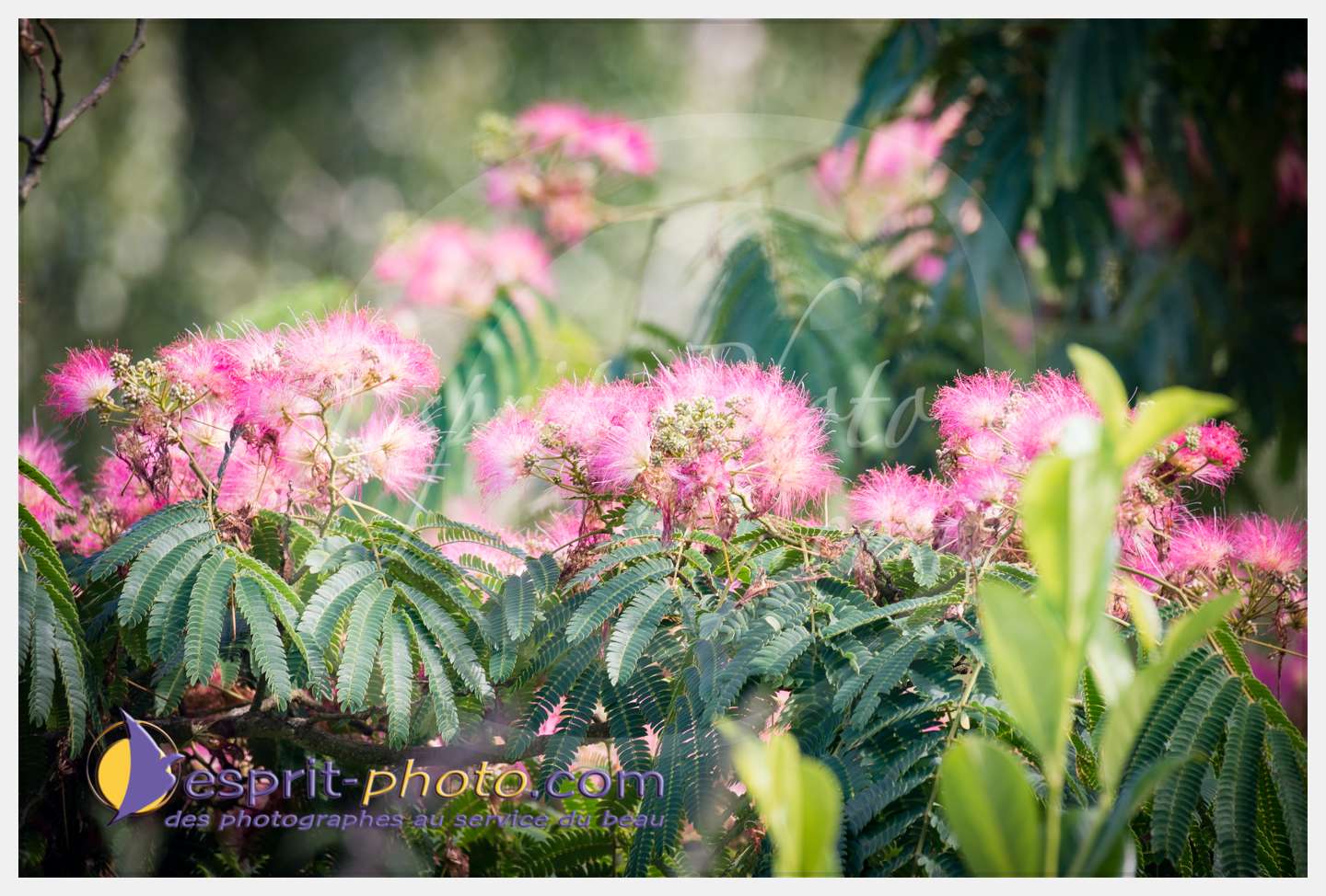 Nom de l'image : 271_D8e141678_c_PhotoGraphiePro — Description :  D8e141678