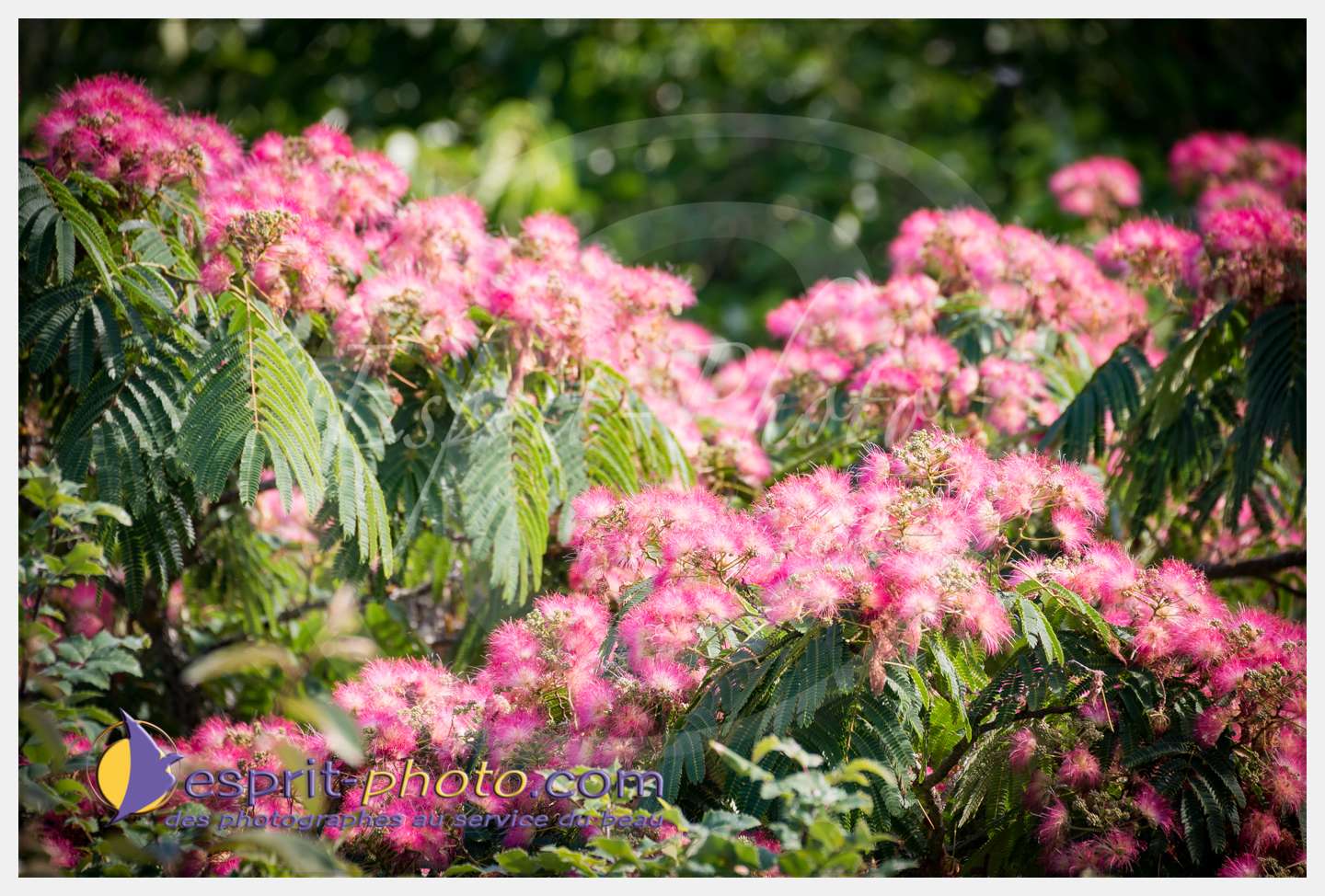 Nom de l'image : 272_D8e141680_c_PhotoGraphiePro — Description :  D8e141680