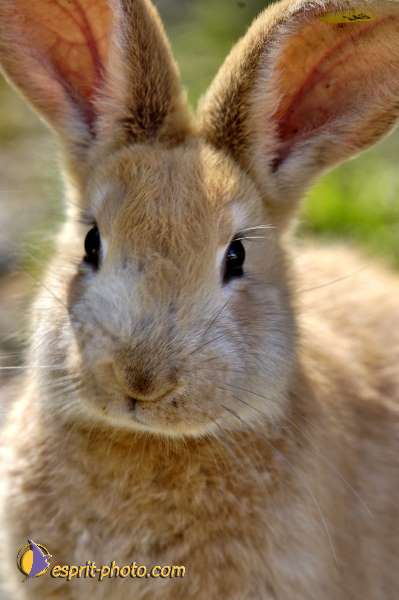 Nom de l'image : D2010428-1 — Description :
