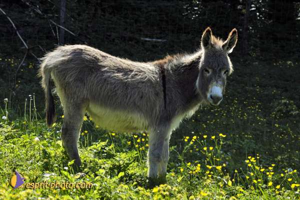 Nom de l'image : D2010462-1 — Description :