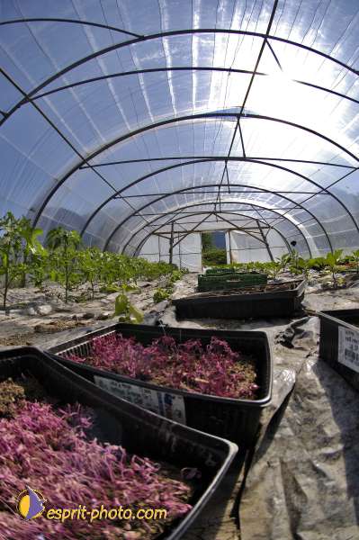 Nom de l'image : D2010774-1 — Description :