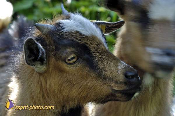 Nom de l'image : D2010802-1 — Description :