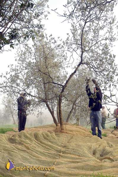 Nom de l'image : D1086954-01 — Description :