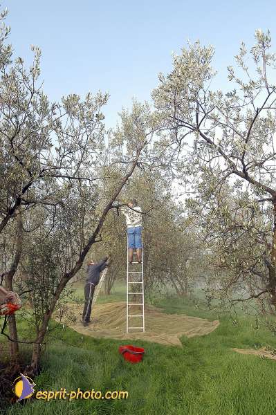 Nom de l'image : D1087105-01 — Description :