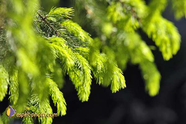 Nom de l'image : D2007485-1 — Description :