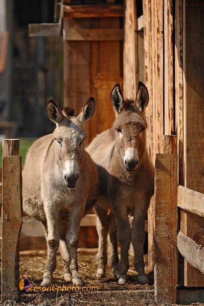 Nom de l'image : D2214476_1 — Description :