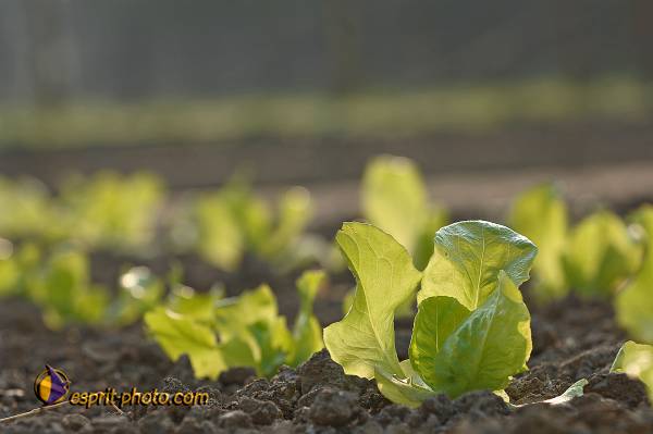 Nom de l'image : D2214842_1 — Description :