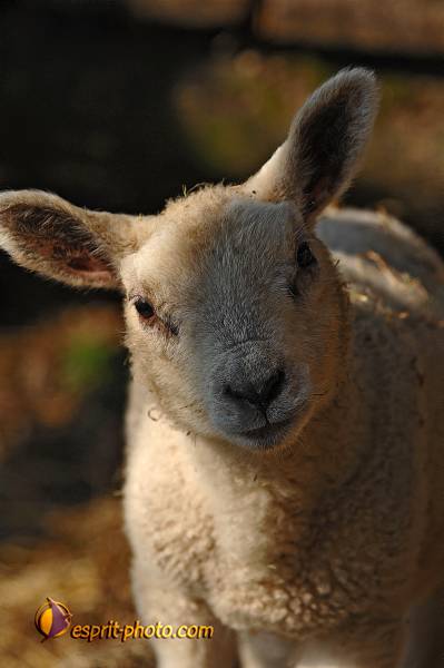 Nom de l'image : D2216125_1 — Description :