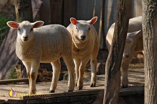 Nom de l'image : D2216881_1 — Description :