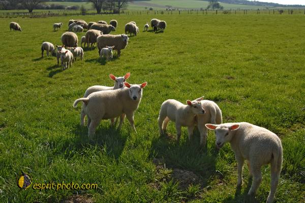 Nom de l'image : D2216965_1 — Description :