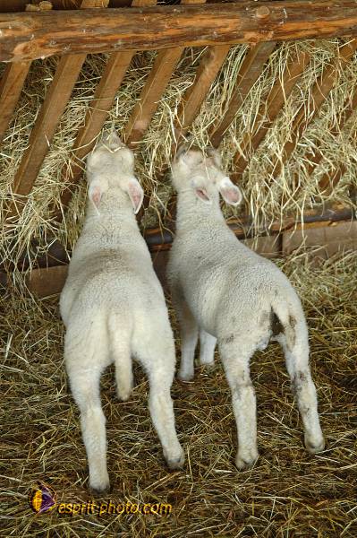 Nom de l'image : D2217035_1 — Description :