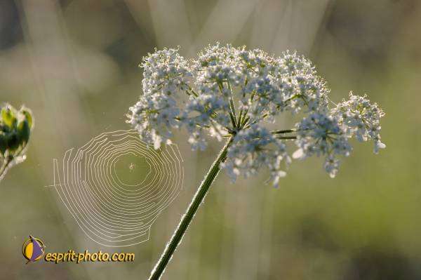 Nom de l'image : D2237866_1 — Description :