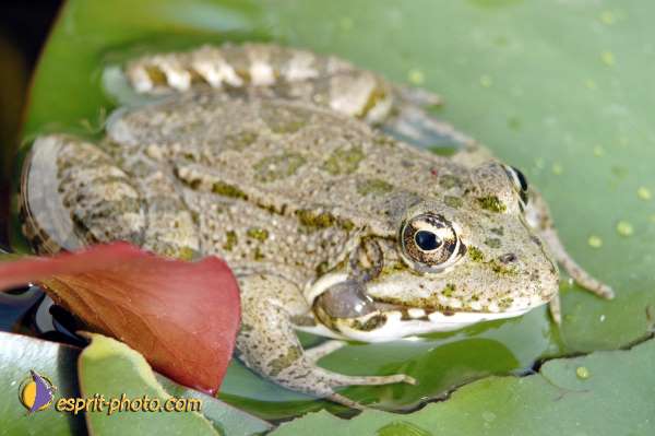 Nom de l'image : D1070704-nef-01 — Description :