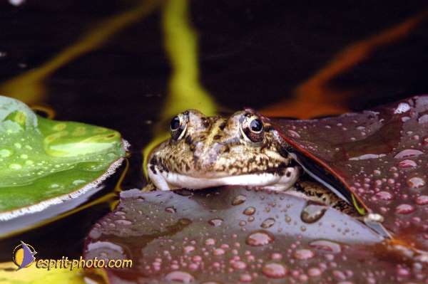 Nom de l'image : D1070827-01 — Description :