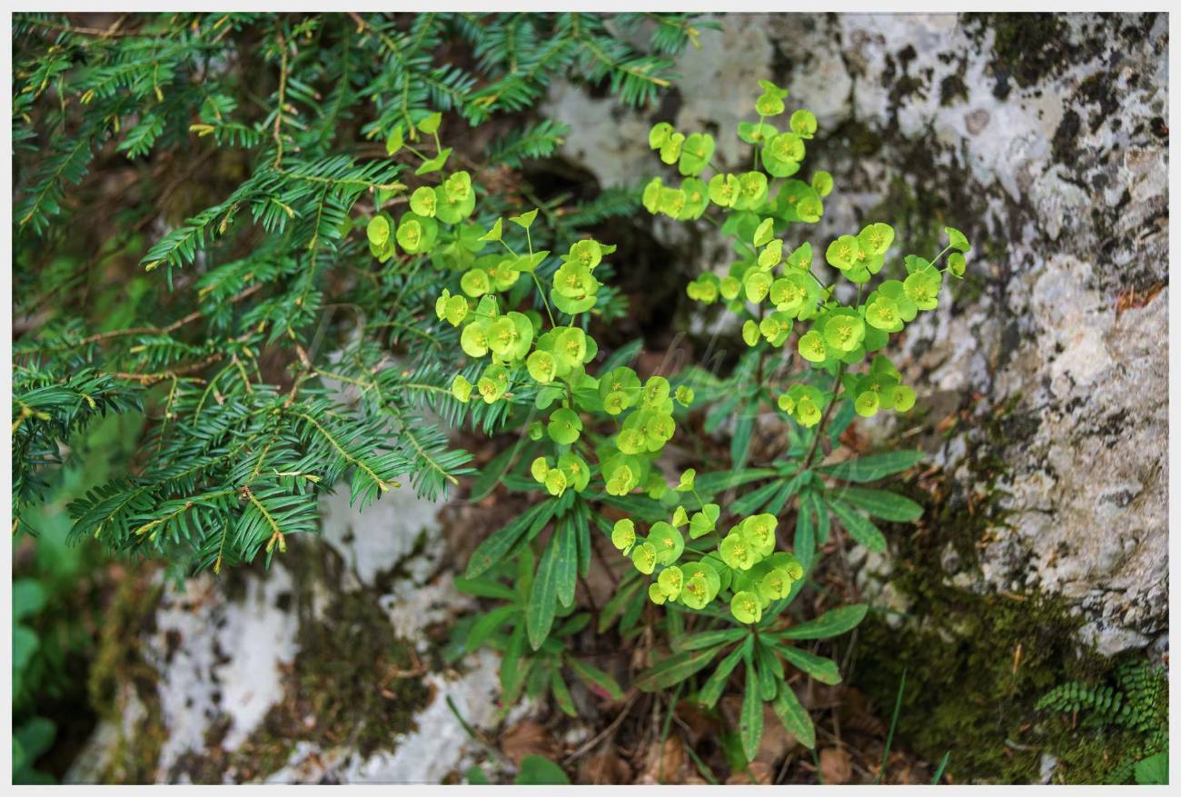 Nom de l'image : 20170425-144646_D6012257_c_Photographie.Pro — Description :