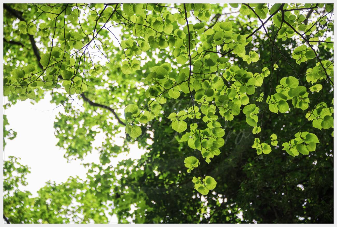 Nom de l'image : 20170425-154956_D6012261_c_Photographie.Pro — Description :