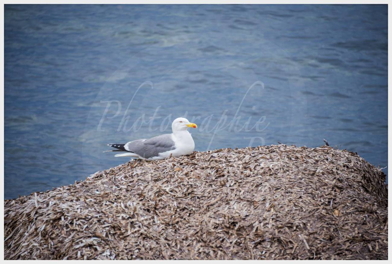 Nom de l'image : 20170427-105922_D6012783_c_Photographie.Pro — Description :