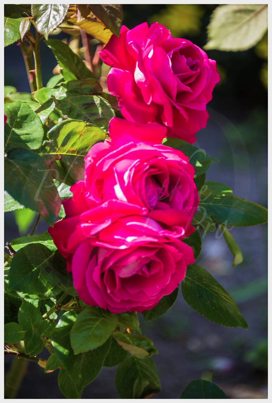 Nom de l'image : 20170429-163306_D6013487_c_Photographie.Pro — Description :