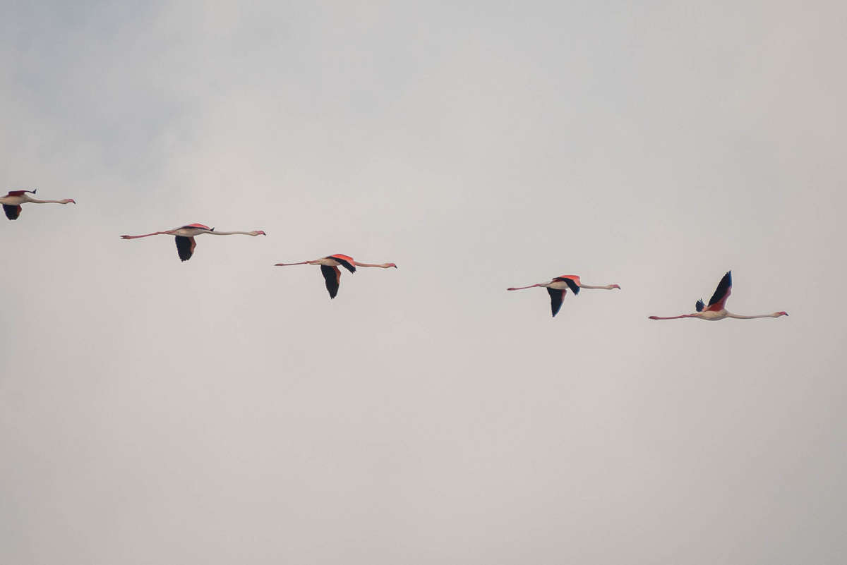 Nom de l'image : 20170424-081010_D6011918_c_Photographie.Pro — Description :