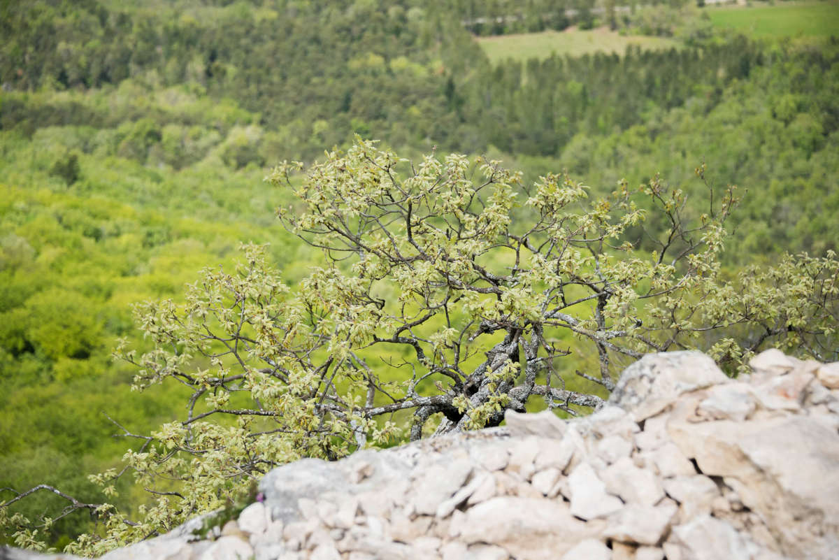 Nom de l'image : 20170425-143132_D6012233_c_Photographie.Pro — Description :