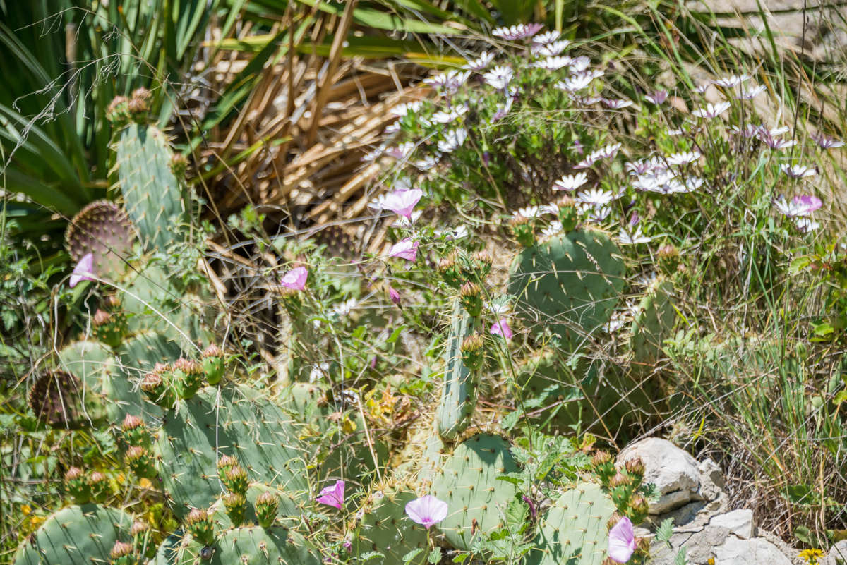 Nom de l'image : 20170428-144632_D6013200_c_Photographie.Pro — Description :