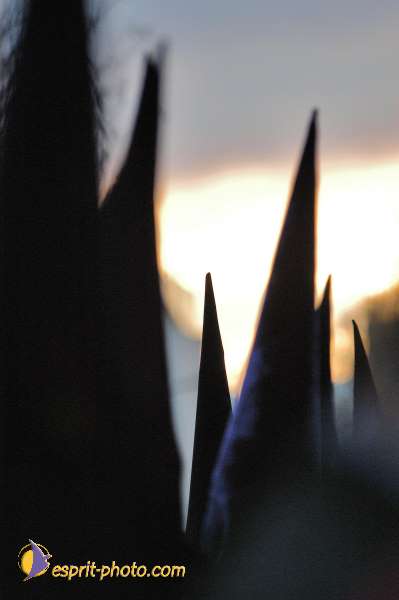 Nom de l'image : E00034293-1 — Description :  Pâques 2005 à Seville (Espagne-Andalusie)