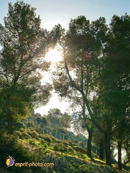 Nom de l'image : L1020750-1 — Description :  Voyage en Terre Sainte avec Jeunesse Lumière