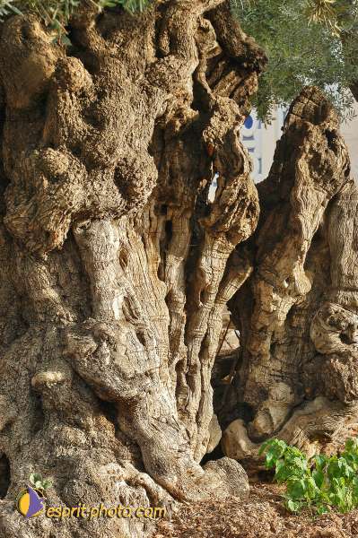 Nom de l'image : D1201081-1 — Description :  Voyage en Terre Sainte avec Jeunesse Lumière