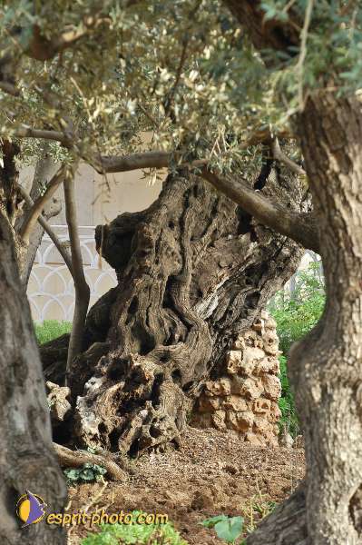 Nom de l'image : D1201082-1 — Description :  Voyage en Terre Sainte avec Jeunesse Lumière