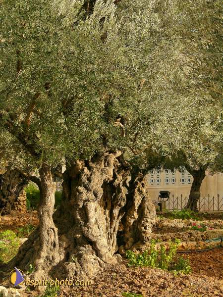 Nom de l'image : L1030353-1 — Description :  Voyage en Terre Sainte avec Jeunesse Lumière