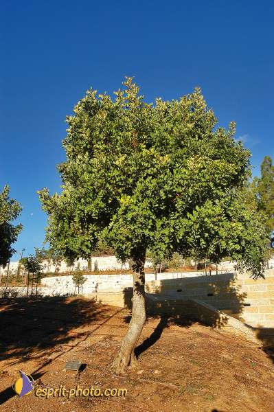 Nom de l'image : D1201601-1 — Description :  Voyage en Terre Sainte avec Jeunesse Lumière