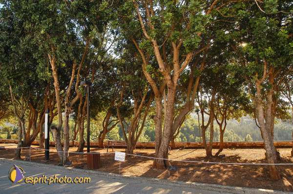 Nom de l'image : D1201614-1 — Description :  Voyage en Terre Sainte avec Jeunesse Lumière