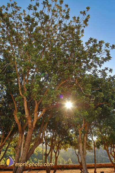 Nom de l'image : D1201615-1 — Description :  Voyage en Terre Sainte avec Jeunesse Lumière